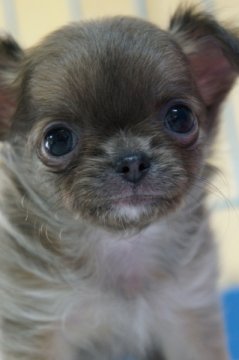 チワワ(ロング)【福岡県・男の子・2014年3月29日・ブルーフォーン】の写真「もこもこぽっちゃり君です＠＾－＾＠」