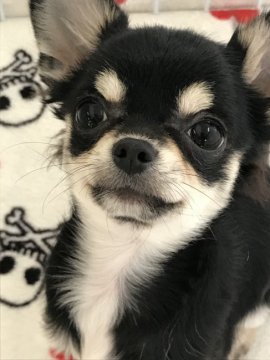 チワワ(ロング)【福岡県・女の子・2019年7月14日・ブラッククリーム】の写真「キラキラ🤩お目目です」