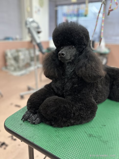古俣　恭太(こまた　きょうた)ブリーダー(新潟県・ミディアムプードルなど・JKC登録)の紹介写真2