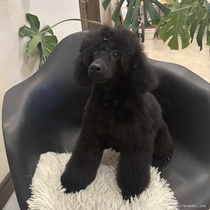 ミディアムプードル【新潟県・女の子・2025年6月29日・ブラック】の写真1「とても美しく美人さんです」