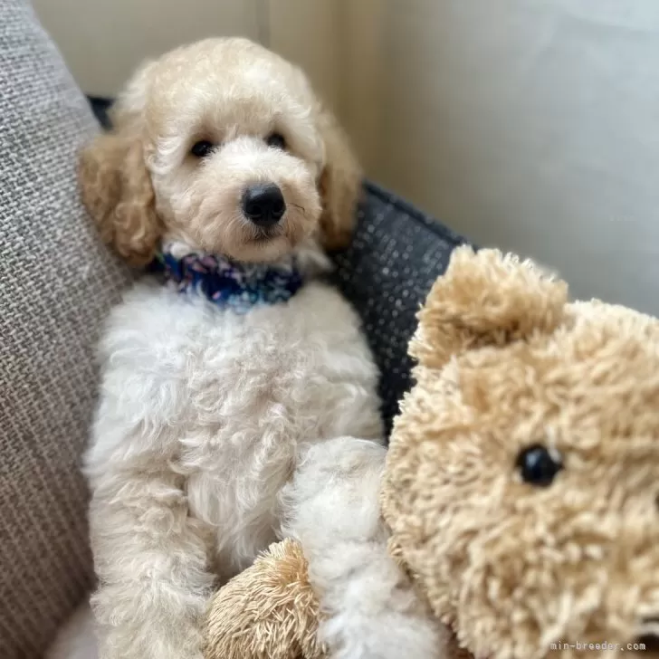 K.H 様のお迎えした子犬