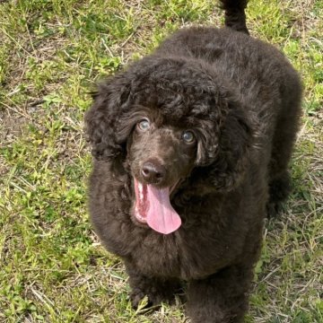 ミディアムプードル【新潟県・女の子・2026年1月6日・ブラウン】の写真「とても美しい女の子です」