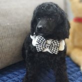 ミディアムプードル