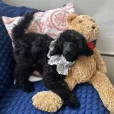 ミディアムプードル【新潟県・女の子・2025年6月29日・ブラック】の写真3