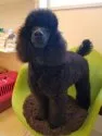 ミディアムプードル【新潟県・男の子・2016年6月14日・ブラック】の写真4