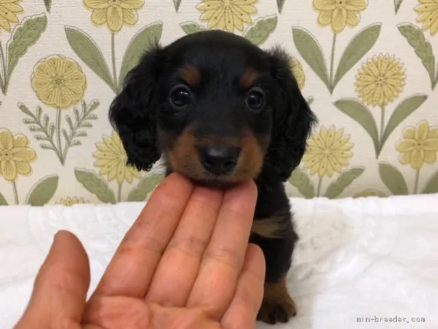 さくら 様のお迎えした子犬