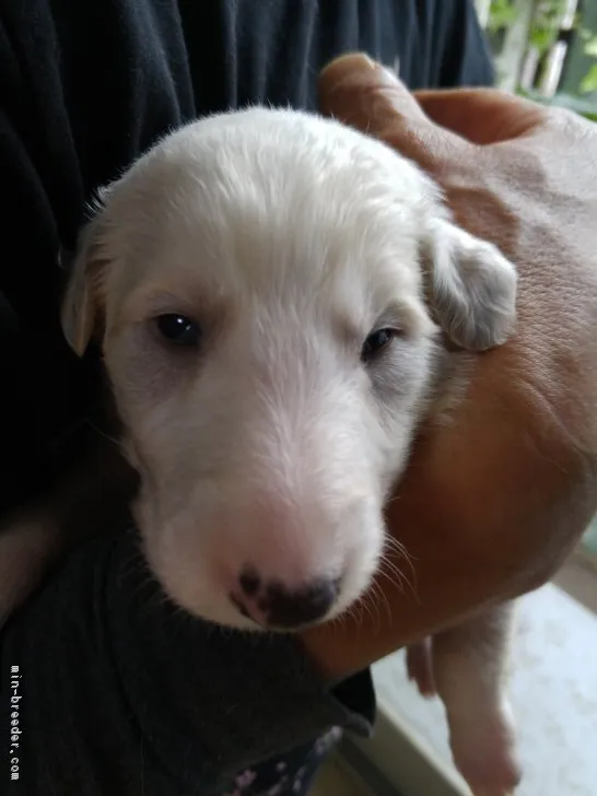 ミールママ 様のお迎えした子犬