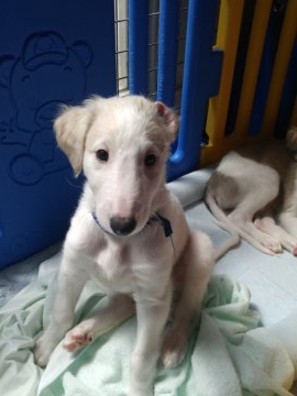 ボルゾイ【神奈川県・男の子・2019年2月16日・ホワイト&クリーム】の写真「体格が良く、ガッチリ型」