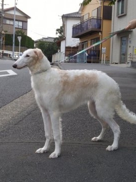 ボルゾイ【神奈川県・男の子・2017年4月24日・ホワイト&クリーム】の写真「オスA 兄弟の中でも大きめでとても元気です。」