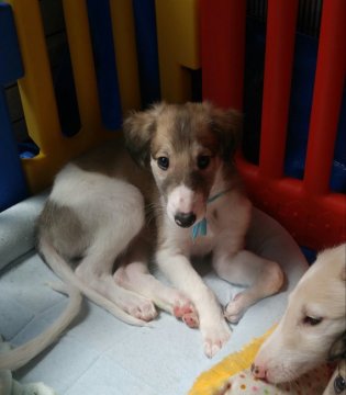 ボルゾイ【神奈川県・男の子・2019年2月16日・セーブル】の写真「ぱっちりした目が可愛い男の子」