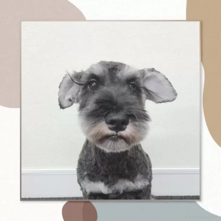 ミニチュアシュナウザー【大阪府・男の子・2024年9月1日・ソルト&ペッパー】の写真1