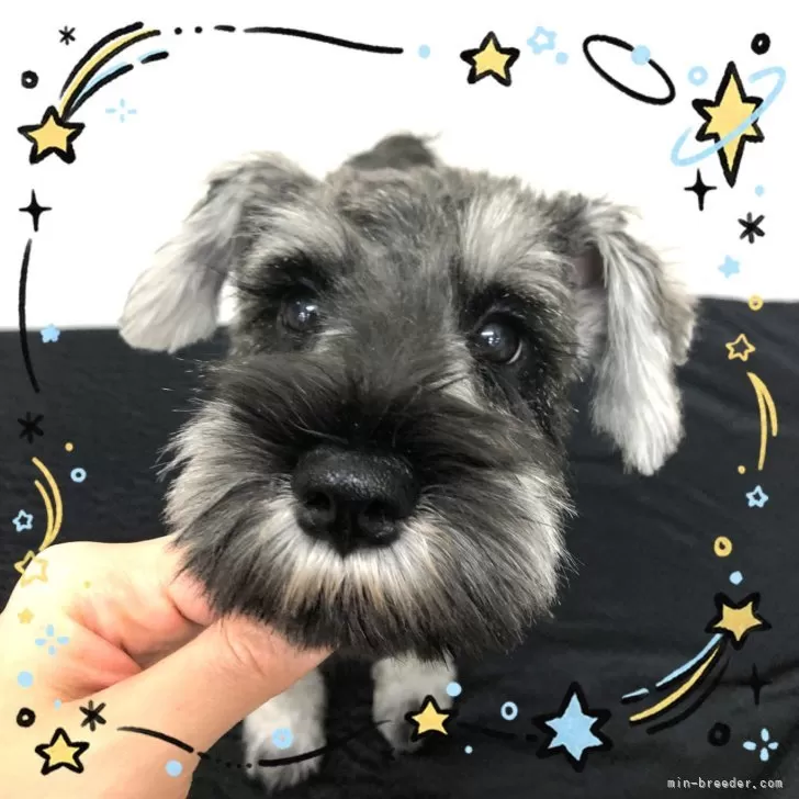 S.N 様のお迎えした子犬