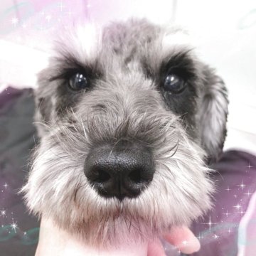 ミニチュアシュナウザー【大阪府・女の子・2024年5月1日・ソルト&ペッパー】の写真「元気いっぱいで甘えたなシュナちゃんです❤️」