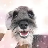 ミニチュアシュナウザー【大阪府・男の子・2024年12月27日・ソルト&ペッパー】の写真1