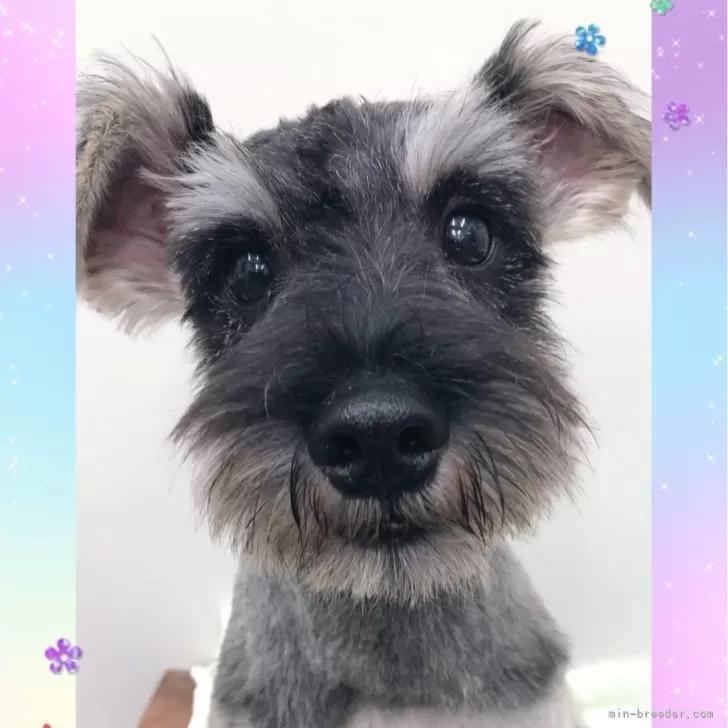 ID：2306-05554の子犬