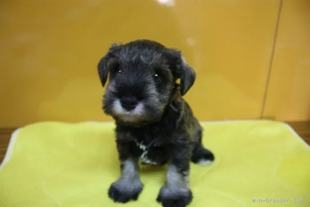 ID:1702-01686の子犬