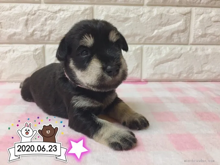 ID:2007-01389の子犬