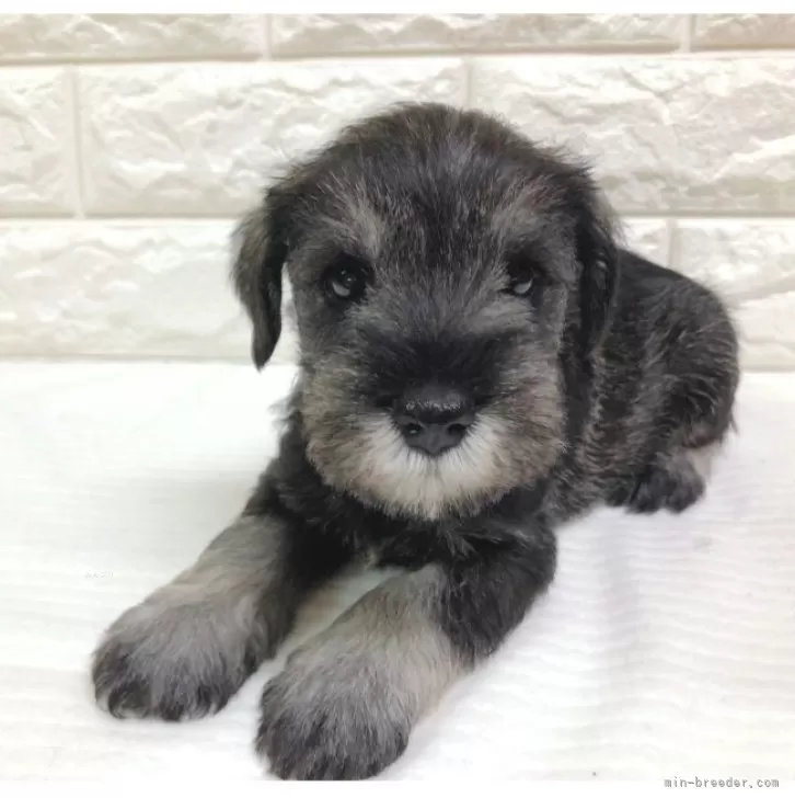 C.I 様のお迎えした子犬