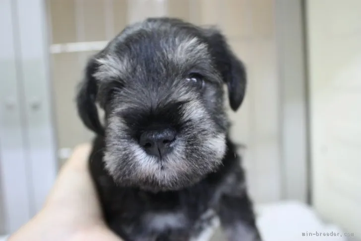 ケン 様のお迎えした子犬