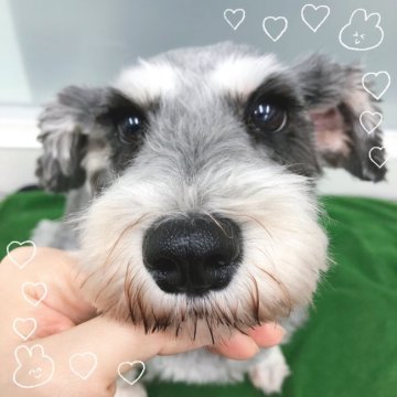 ミニチュアシュナウザー【大阪府・女の子・2021年6月29日・ソルト&ペッパー】の写真「人が大好き☆甘えたシュナちゃんです♡」