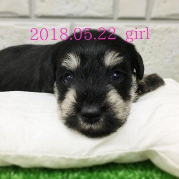 ミニチュアシュナウザー【大阪府・女の子・2018年5月22日・ブラックシルバー】の写真「長女♡両親譲りの小ぶりサイズ♡良血統です☆」