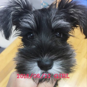 ミニチュアシュナウザー【大阪府・女の子・2018年5月22日・ブラックシルバー】の写真「次女♡両親譲りの小ぶりサイズ♡良血統です☆」