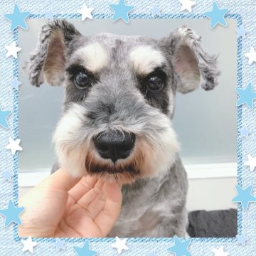 ミニチュアシュナウザー【大阪府・男の子・2019年6月19日・ソルト&ペッパー】の写真「甘えたなシュナくんです☆」