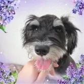 ミニチュアシュナウザー【大阪府・男の子・2023年1月3日・ソルト&ペッパー】の写真3