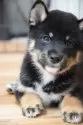 柴犬(標準サイズ)【千葉県・男の子・2025年7月17日・黒】の写真13
