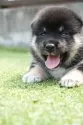 柴犬(標準サイズ)【千葉県・女の子・2025年7月17日・黒】の写真14