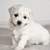 ビションフリーゼ【千葉県・女の子・2025年11月11日・白】の写真15