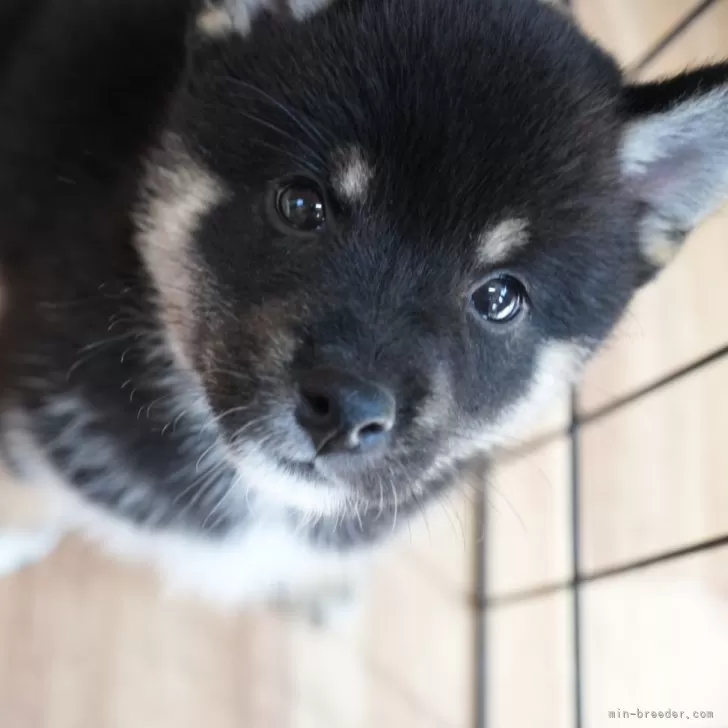 Y.T 様のお迎えした子犬