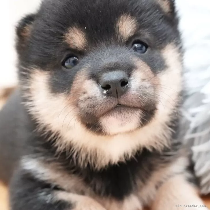 ID:2412-03426の子犬