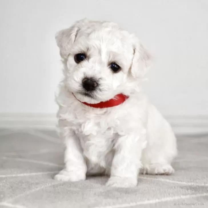 ビションフリーゼ【千葉県・女の子・2025年11月11日・白】の写真1