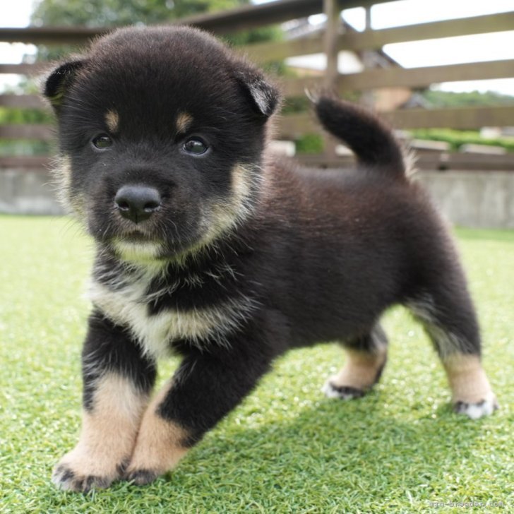 柴犬【千葉県・男の子・2025年7月17日・黒】小さめ予想の黒柴