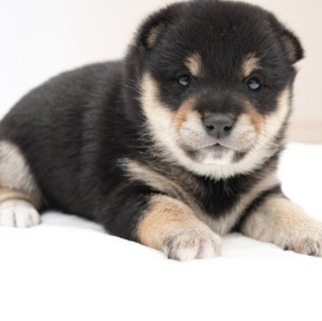 柴犬(豆柴)【千葉県・女の子・2025年10月20日・黒】の写真「小柄で愛らしい黒豆柴の女の子🐾」