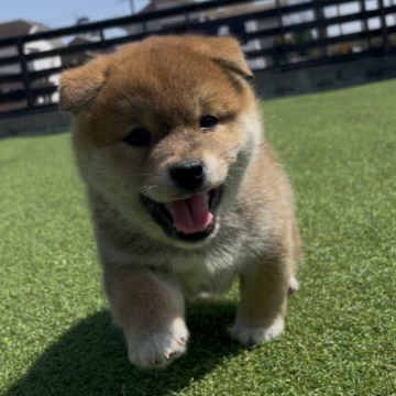 柴犬(豆柴)【千葉県・男の子・2025年3月6日・赤】の写真「まんまるとしたおっとりな男の子🐶🐾」