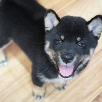 柴犬(標準サイズ)【千葉県・男の子・2025年7月17日・黒】の写真「小さめ予想の黒柴BOYS！お父さんは豆柴認定犬🐾」