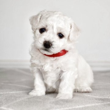 ビションフリーゼ【千葉県・女の子・2025年11月11日・白】の写真「くりくりなおめめの女の子👧天真爛漫な長女ちゃん❤」