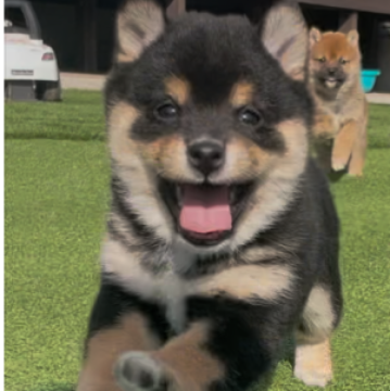 柴犬(豆柴)【千葉県・女の子・2024年11月16日・黒】の写真「まんまるぷくぷくたぬき顔な女の子🐶🐾」