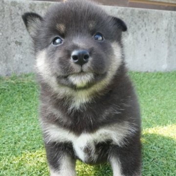 柴犬(豆柴)【千葉県・女の子・2025年7月24日・黒】の写真「まんまるなおてんば娘！両親豆柴認定犬🐶」