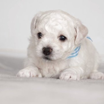 ビションフリーゼ【千葉県・男の子・2025年11月11日・白】の写真「守ってあげたくなるような次男くん🩵」