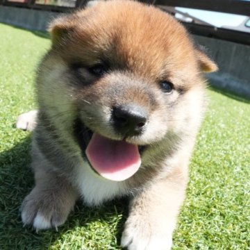 柴犬(豆柴)【千葉県・男の子・2025年6月20日・赤】の写真「ちょっぴりビビりな、慎重派男子🐾ᵕ̈」