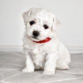 ビションフリーゼ