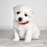 ビションフリーゼ