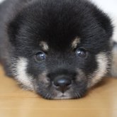 柴犬(標準サイズ)