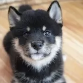 柴犬(標準サイズ)
