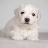 ビションフリーゼ