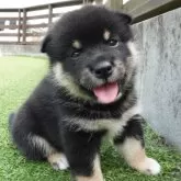 柴犬(標準サイズ)