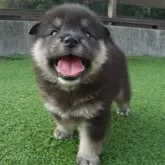 豆柴